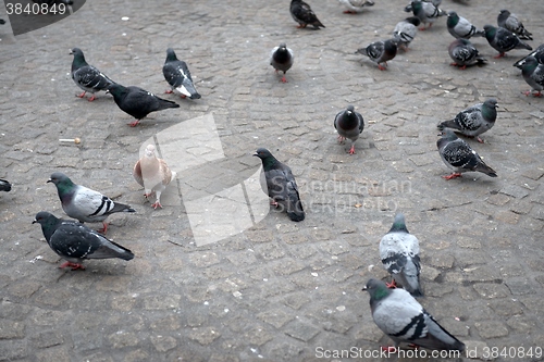 Image of Pigeon close up on the ground