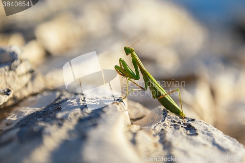 Image of Praying Mantis on rocks