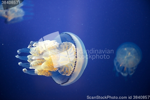 Image of Jellyfish Underwater moving around