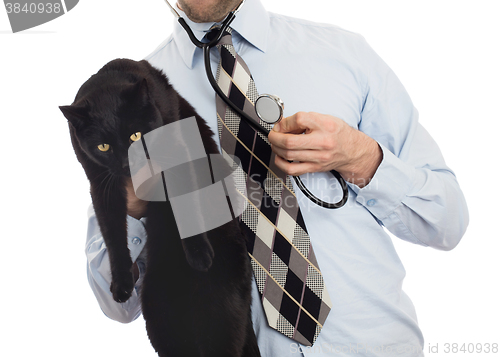 Image of Veterinarian holds a black cat for examination