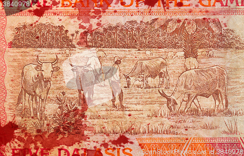 Image of 5 Gambian dalasi bank note, bloody