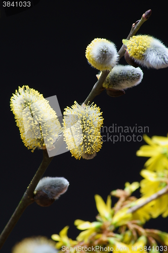 Image of willow catkin