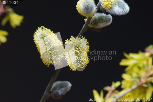 Image of willow catkin