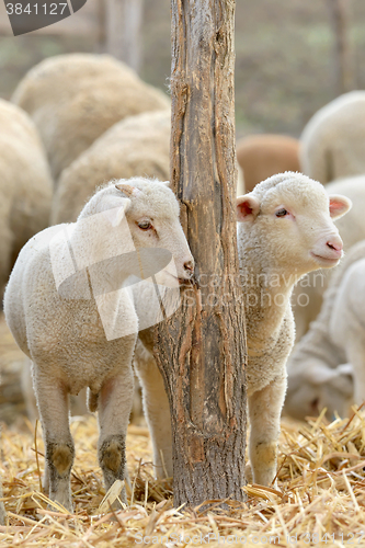 Image of newborn lambs on the farm