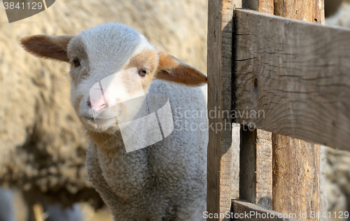 Image of newborn lamb on the farm