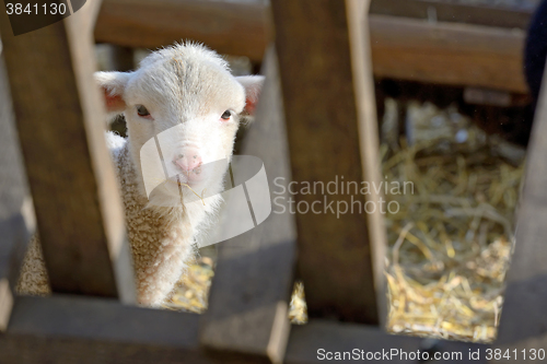 Image of newborn lamb on the farm