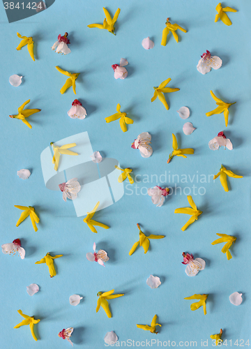 Image of Yellow spring forsythia and cherry flowers 