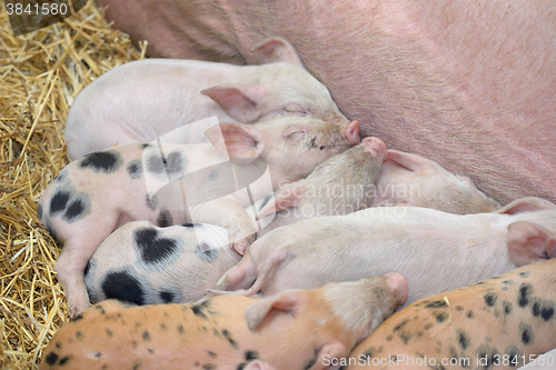 Image of young piglet sleep on hay