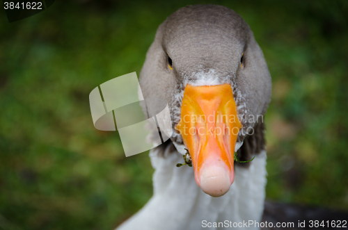 Image of one swedish goose is eat graas