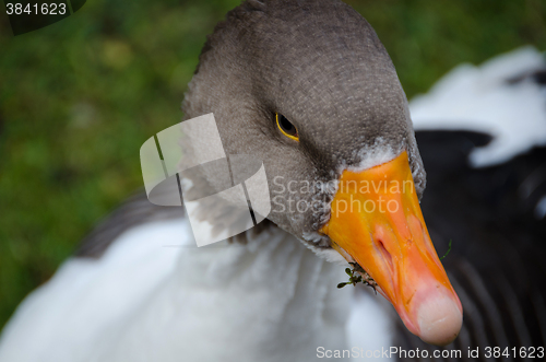 Image of one swedish goose is eat graas