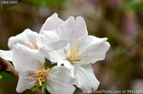 Image of Sakura, the famouse flower of Japan