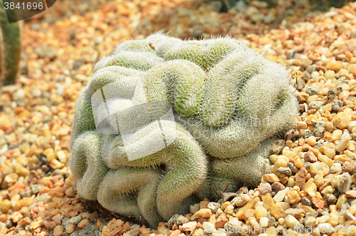 Image of Brain cactus in the gardens by the bay 