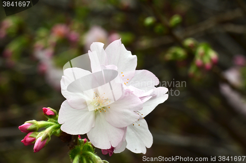 Image of Sakura, the famouse flower of Japan