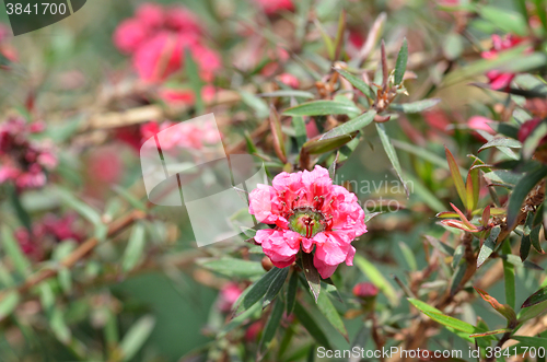Image of Manuka myrtle\'s white-pink flower blooming