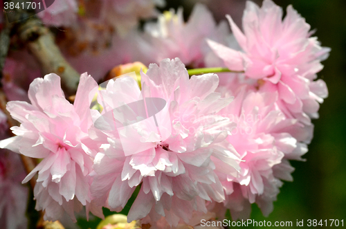 Image of Pink  flowers blossom