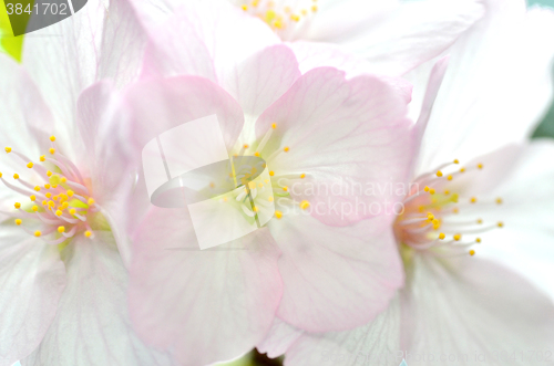 Image of Sakura, the famouse flower of Japan