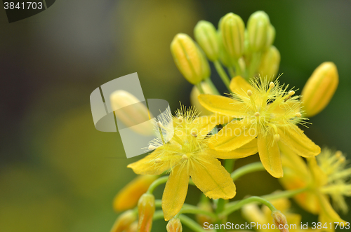 Image of S. African plant Bulbine 