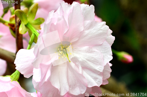 Image of Sakura, the famouse flower of Japan