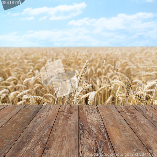 Image of field of ripening wheat ears or rye spikes