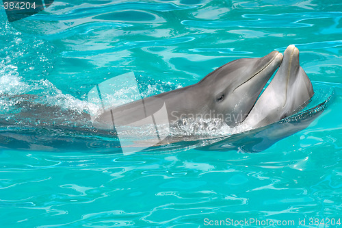 Image of dolphin couple in love