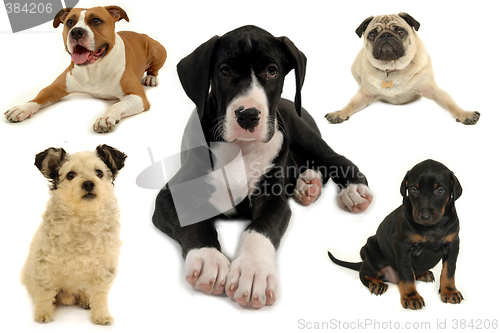 Image of Dog collection isolated on white background