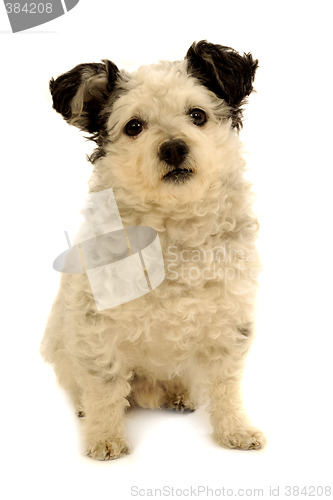 Image of Small dog sitting on white background