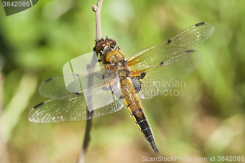 Image of dragon fly