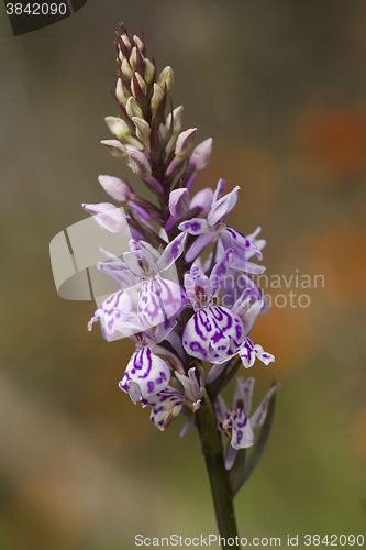 Image of wild orchid