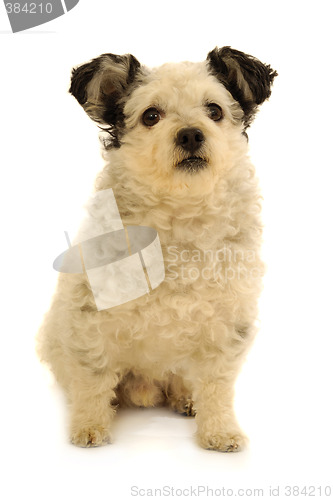 Image of Small dog sitting on white background