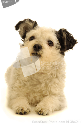 Image of Small dog resting on white background