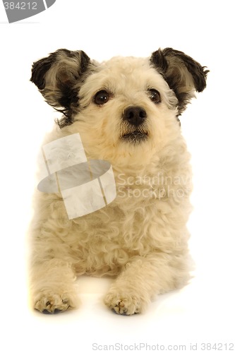 Image of Small dog resting on white background