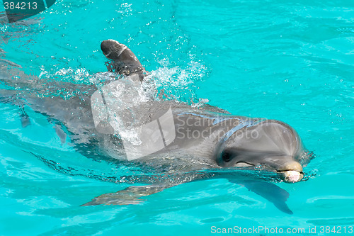 Image of Happy dolphin swimming in blue water