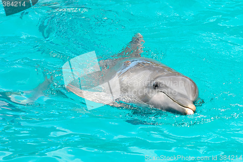 Image of Dolphin swimming in water