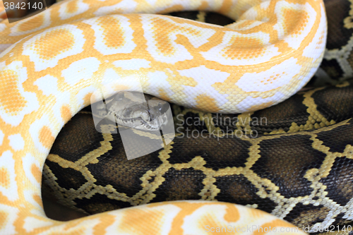 Image of black and white snake