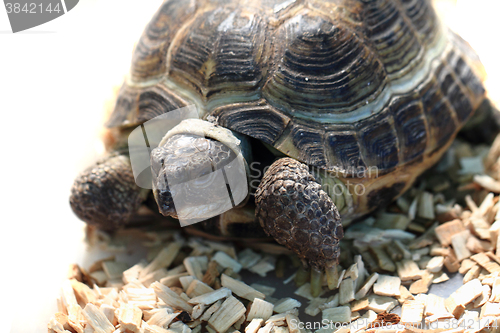 Image of small slow turtle 