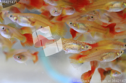 Image of guppy fishes background\r\n