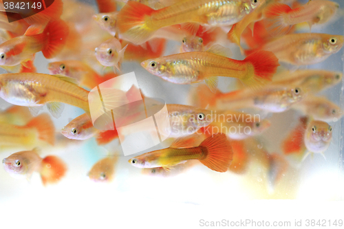 Image of guppy fishes background\r\n