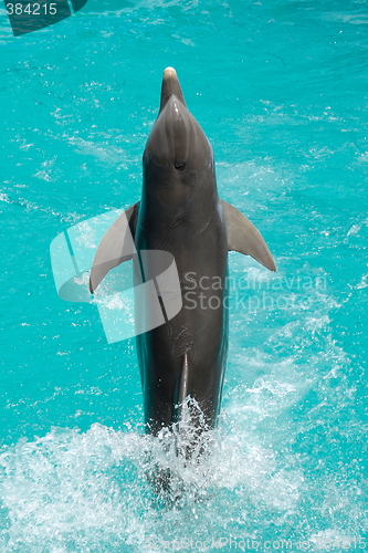 Image of Dolphin jumping out of the water