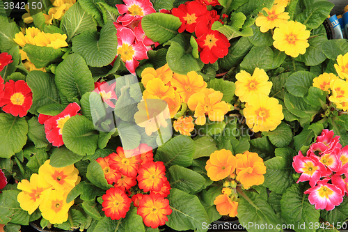 Image of spring polyanthus flowers 