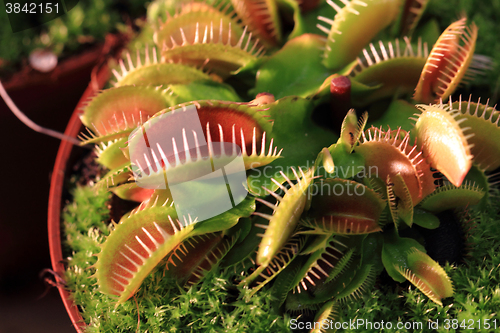 Image of detail of carnivorous plant 