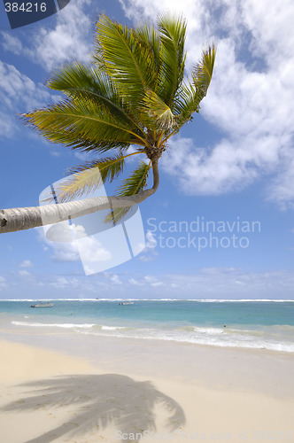 Image of Palm hanging over exotic caribbean beach