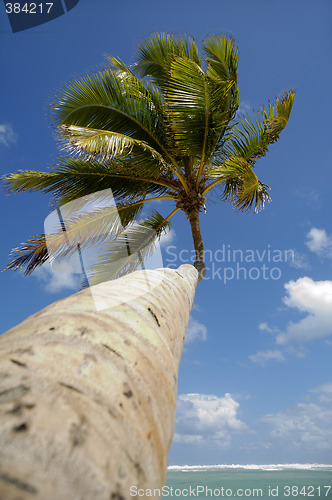 Image of Palm at exotic beach in caribbean