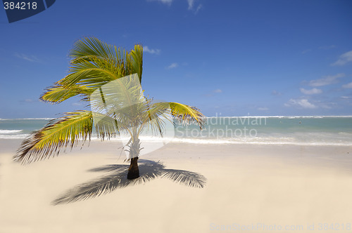 Image of Caribbean beach with palm and white sand