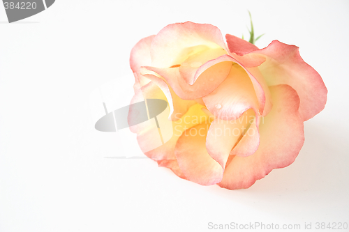 Image of delicate pink rose