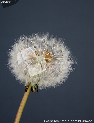 Image of dandelion seedhead