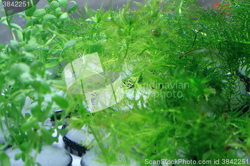 Image of green aquarium plants texture