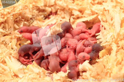 Image of small newborn mouses