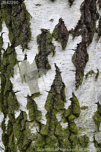 Image of birch tree bark texture