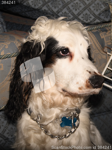 Image of cocker spaniel