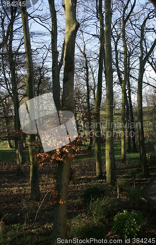 Image of trees in the winter sunshine